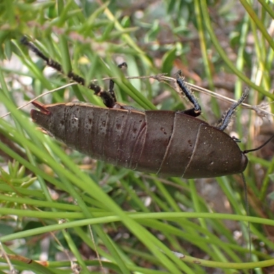 Polyzosteria aenea (Pink-tailed heath cockroach) at Vincentia, NSW - 18 Feb 2022 by AnneG1