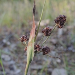 Luzula densiflora (Dense Wood-rush) at Tennent, ACT - 9 Nov 2021 by MichaelBedingfield