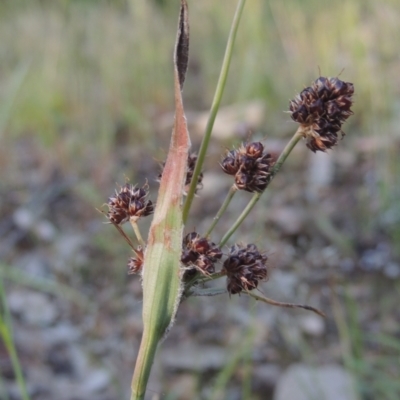 Luzula densiflora (Dense Wood-rush) at Tennent, ACT - 9 Nov 2021 by michaelb