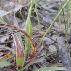 Luzula densiflora at Tennent, ACT - 9 Nov 2021