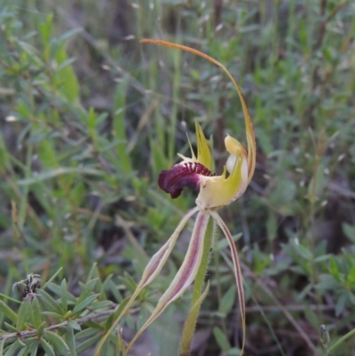 Caladenia parva (Brown-clubbed Spider Orchid) at Tennent, ACT - 9 Nov 2021 by michaelb