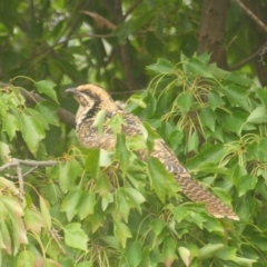 Eudynamys orientalis (Pacific Koel) at Conder, ACT - 23 Feb 2022 by Gardener