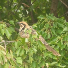 Eudynamys orientalis (Pacific Koel) at Conder, ACT - 22 Feb 2022 by Gardener