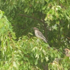 Eudynamys orientalis at Conder, ACT - 23 Feb 2022