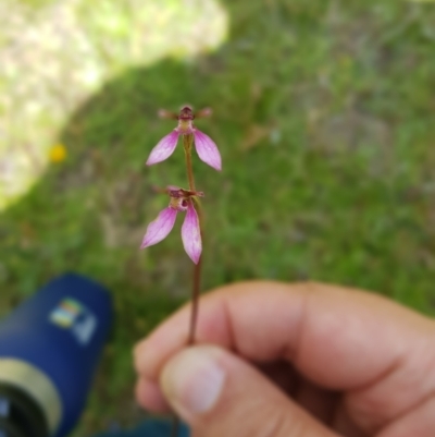 Eriochilus magenteus (Magenta Autumn Orchid) at Tinderry, NSW - 9 Feb 2022 by danswell