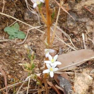 Centaurium tenuiflorum at Molonglo Valley, ACT - 22 Feb 2022