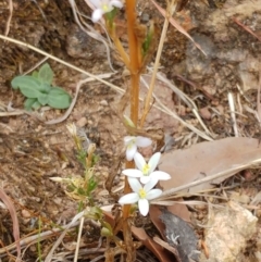 Centaurium tenuiflorum (Branched Centaury) at Molonglo Valley, ACT - 21 Feb 2022 by sangio7