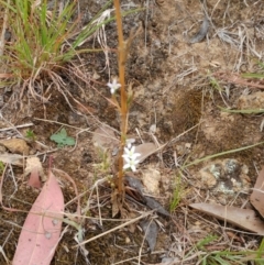 Centaurium tenuiflorum at Molonglo Valley, ACT - 22 Feb 2022