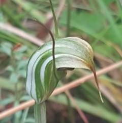 Diplodium aestivum (Long-tongued Summer Greenhood) at Namadgi National Park - 22 Feb 2022 by Harrisi