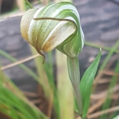 Diplodium aestivum at Cotter River, ACT - 22 Feb 2022