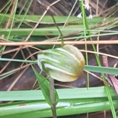 Diplodium aestivum at Cotter River, ACT - suppressed