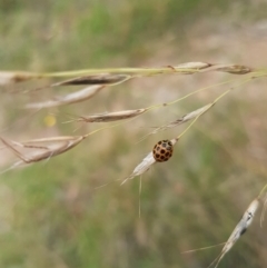 Harmonia conformis (Common Spotted Ladybird) at Mongarlowe, NSW - 16 Jan 2022 by MelitaMilner