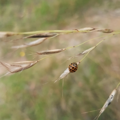 Harmonia conformis (Common Spotted Ladybird) at QPRC LGA - 16 Jan 2022 by MelitaMilner