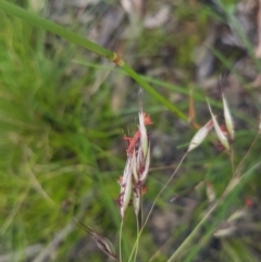 Rytidosperma pallidum (Red-anther Wallaby Grass) at Mongarlowe River - 16 Jan 2022 by MelitaMilner