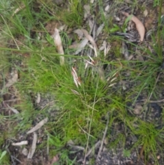 Rytidosperma pallidum at Mongarlowe, NSW - 16 Jan 2022 12:46 PM