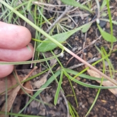 Rytidosperma pallidum at Mongarlowe, NSW - 16 Jan 2022 12:46 PM