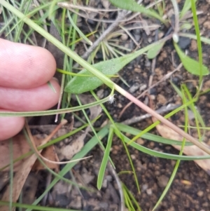 Rytidosperma pallidum at Mongarlowe, NSW - 16 Jan 2022