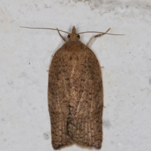 Meritastis (genus) at Melba, ACT - 28 Dec 2021