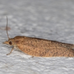 Meritastis (genus) at Melba, ACT - 28 Dec 2021 11:30 PM