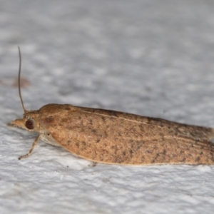 Meritastis (genus) at Melba, ACT - 28 Dec 2021