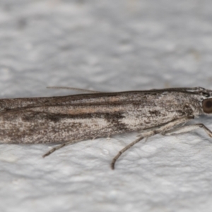 Homoeosoma vagella at Melba, ACT - 28 Dec 2021 11:31 PM