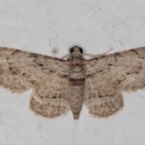 Chloroclystis insigillata at Melba, ACT - 28 Dec 2021 11:31 PM