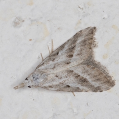 Nola paromoea (Divided Tuft-moth) at Melba, ACT - 28 Dec 2021 by kasiaaus