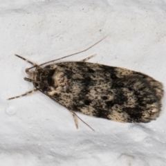 Barea codrella (A concealer moth) at Melba, ACT - 28 Dec 2021 by kasiaaus