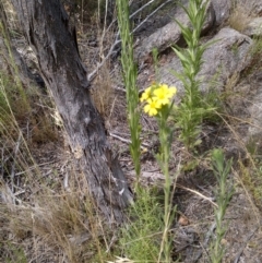 Madia sativa (Tarweed) at Booth, ACT - 22 Feb 2022 by JBrickhill