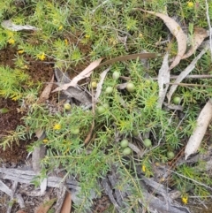 Persoonia chamaepeuce (Dwarf Geebung) at Mongarlowe River - 16 Jan 2022 by MelitaMilner