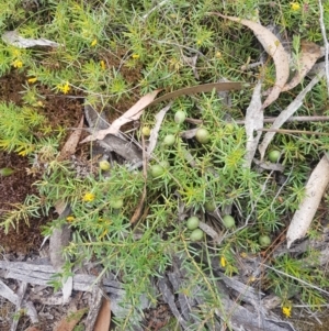 Persoonia chamaepeuce at Mongarlowe, NSW - 16 Jan 2022