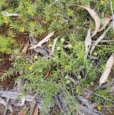 Persoonia chamaepeuce (Dwarf Geebung) at Mongarlowe River - 16 Jan 2022 by MelitaMilner