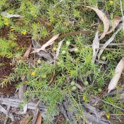 Persoonia chamaepeuce (Dwarf Geebung) at Mongarlowe, NSW - 16 Jan 2022 by MelitaMilner