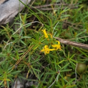 Persoonia chamaepeuce at Mongarlowe, NSW - 16 Jan 2022