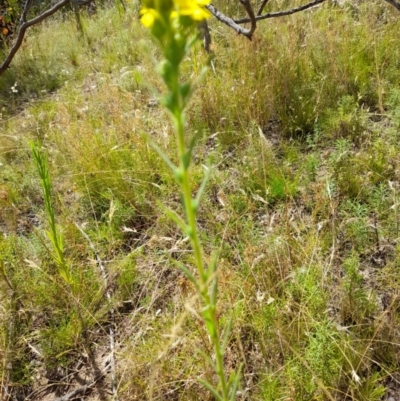 Madia sativa (Tarweed) at Booth, ACT - 22 Feb 2022 by JBrickhill