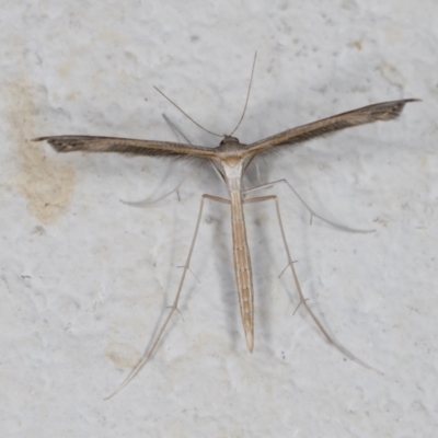 Stenoptilia zophodactylus (Dowdy Plume Moth) at Melba, ACT - 28 Dec 2021 by kasiaaus