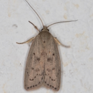 Heliocausta undescribed species at Melba, ACT - 28 Dec 2021