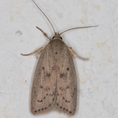 Heliocausta undescribed species (A concealer moth) at Melba, ACT - 28 Dec 2021 by kasiaaus