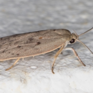 Heliocausta undescribed species at Melba, ACT - 28 Dec 2021