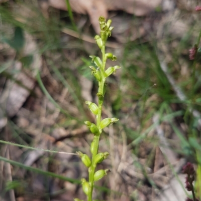 Microtis unifolia (Common Onion Orchid) at Mongarlowe, NSW - 16 Jan 2022 by MelitaMilner