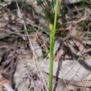 Microtis unifolia at Mongarlowe, NSW - suppressed