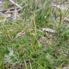 Hemarthria uncinata (Matgrass) at Mongarlowe, NSW - 16 Jan 2022 by MelitaMilner