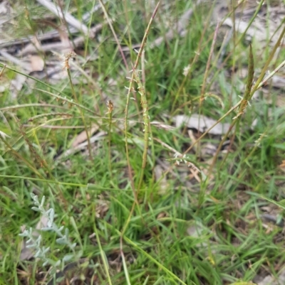 Hemarthria uncinata (Matgrass) at Mongarlowe River - 16 Jan 2022 by MelitaMilner