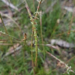 Hemarthria uncinata at Mongarlowe, NSW - 16 Jan 2022