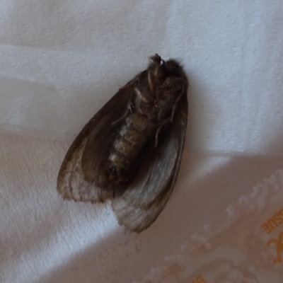 Leptocneria reducta (White Cedar Moth) at Kambah, ACT - 20 Feb 2022 by GirtsO