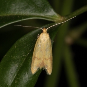 Aeolothapsa malacella at Melba, ACT - 28 Dec 2021 11:43 PM