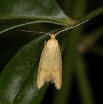 Aeolothapsa malacella (A Concealer moth) at Melba, ACT - 28 Dec 2021 by kasiaaus