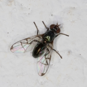 Rivellia sp. (genus) at Melba, ACT - 28 Dec 2021