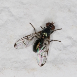 Rivellia sp. (genus) at Melba, ACT - 28 Dec 2021