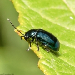 Altica sp. (genus) (Flea beetle) at ANBG - 23 Feb 2022 by Roger
